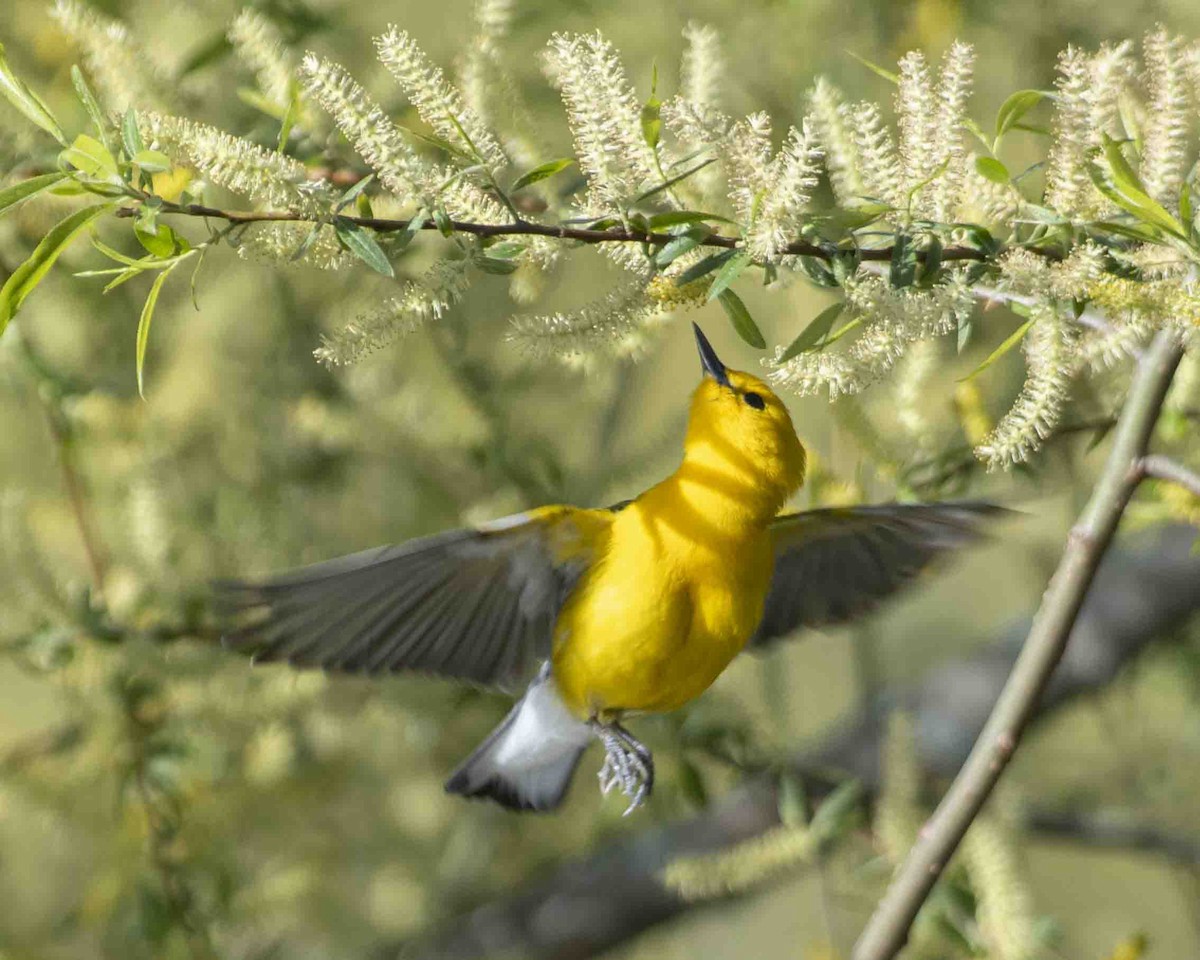 Prothonotary Warbler - ML617086587