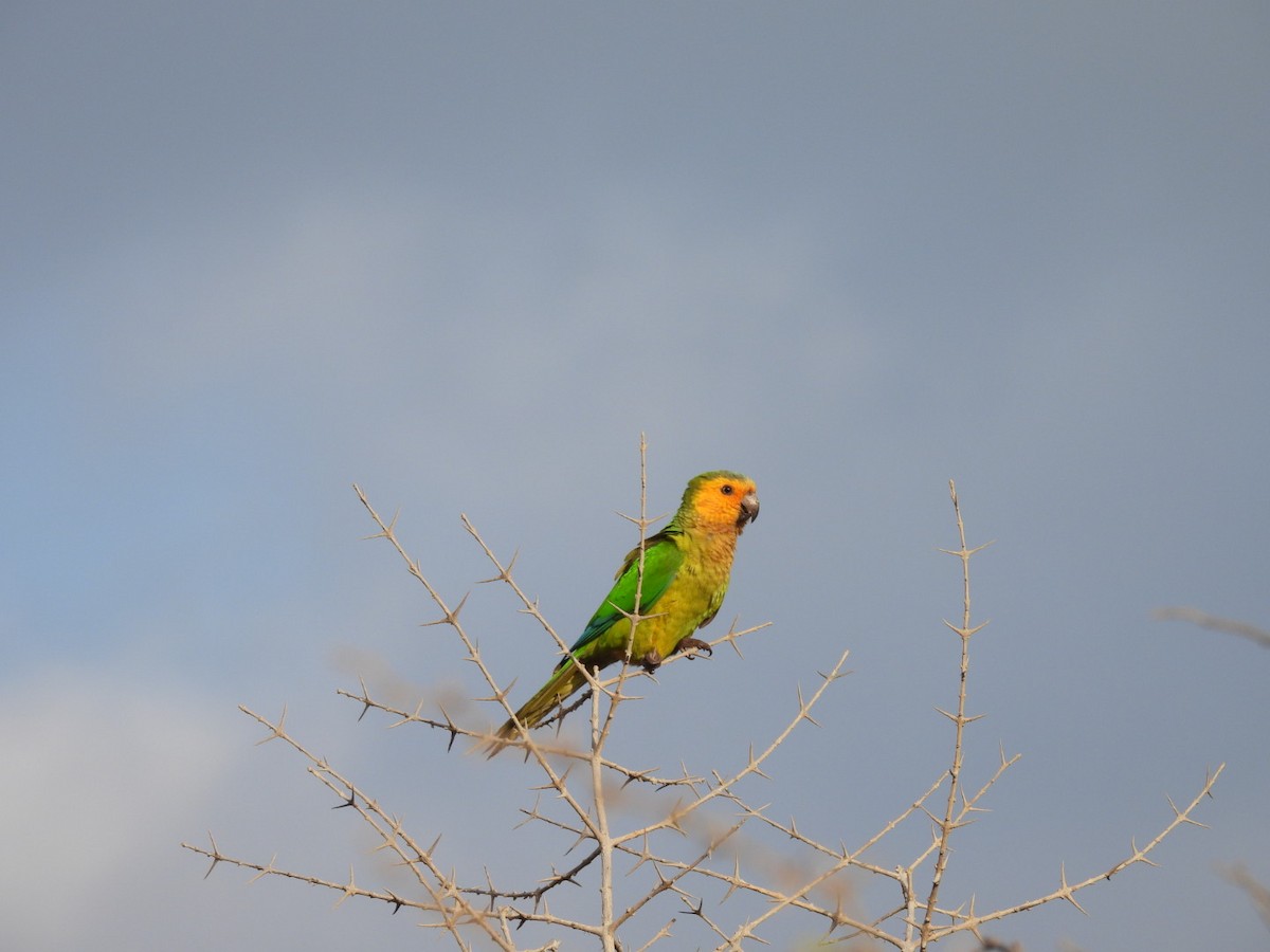 Brown-throated Parakeet - Vikki Jones