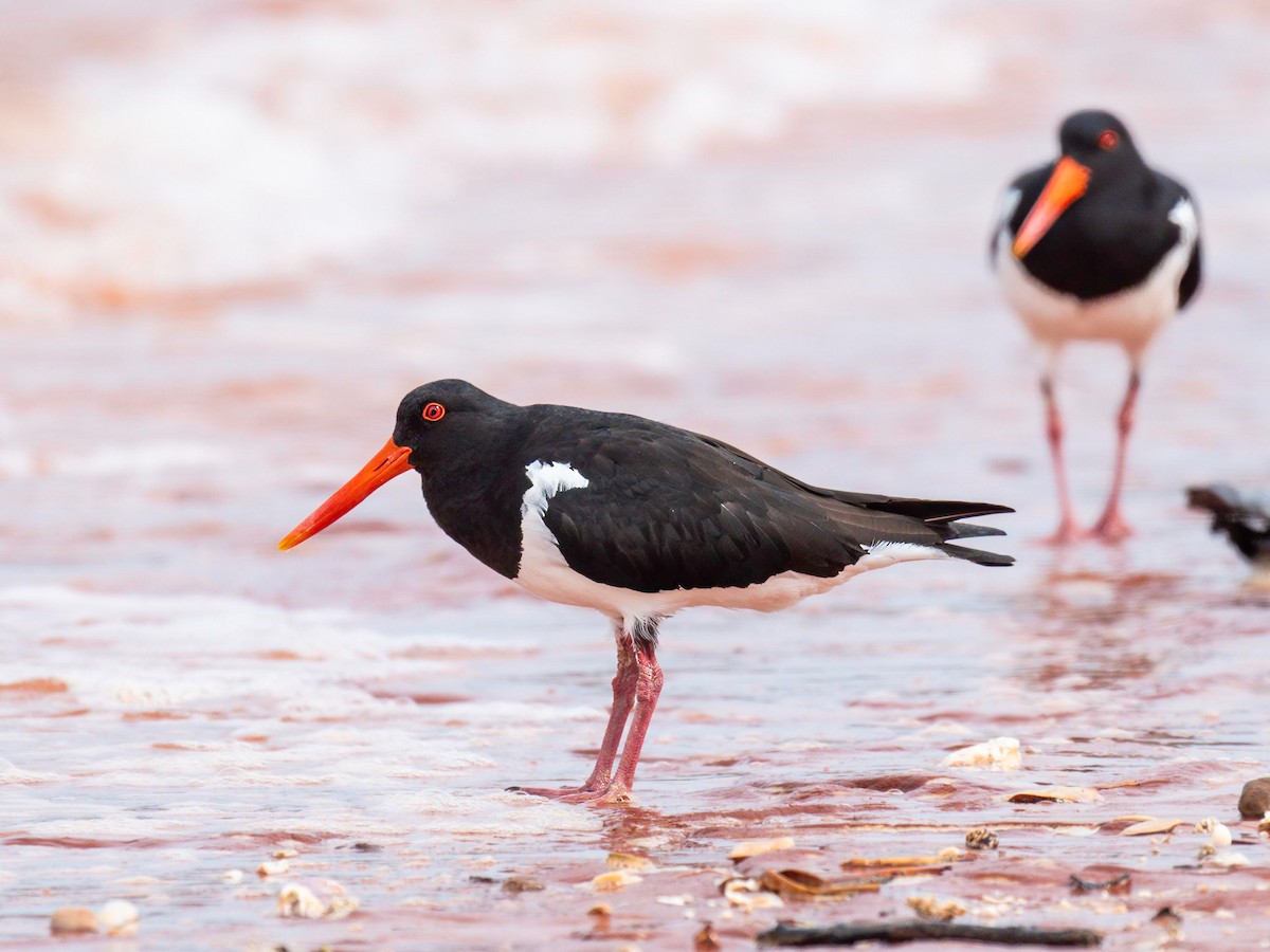 Pied Oystercatcher - ML617086667