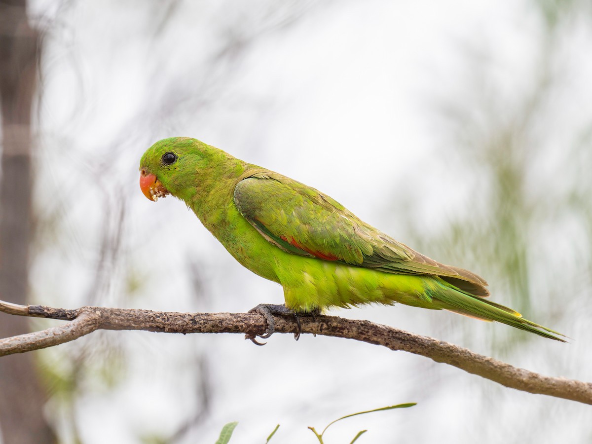 Red-winged Parrot - ML617086671