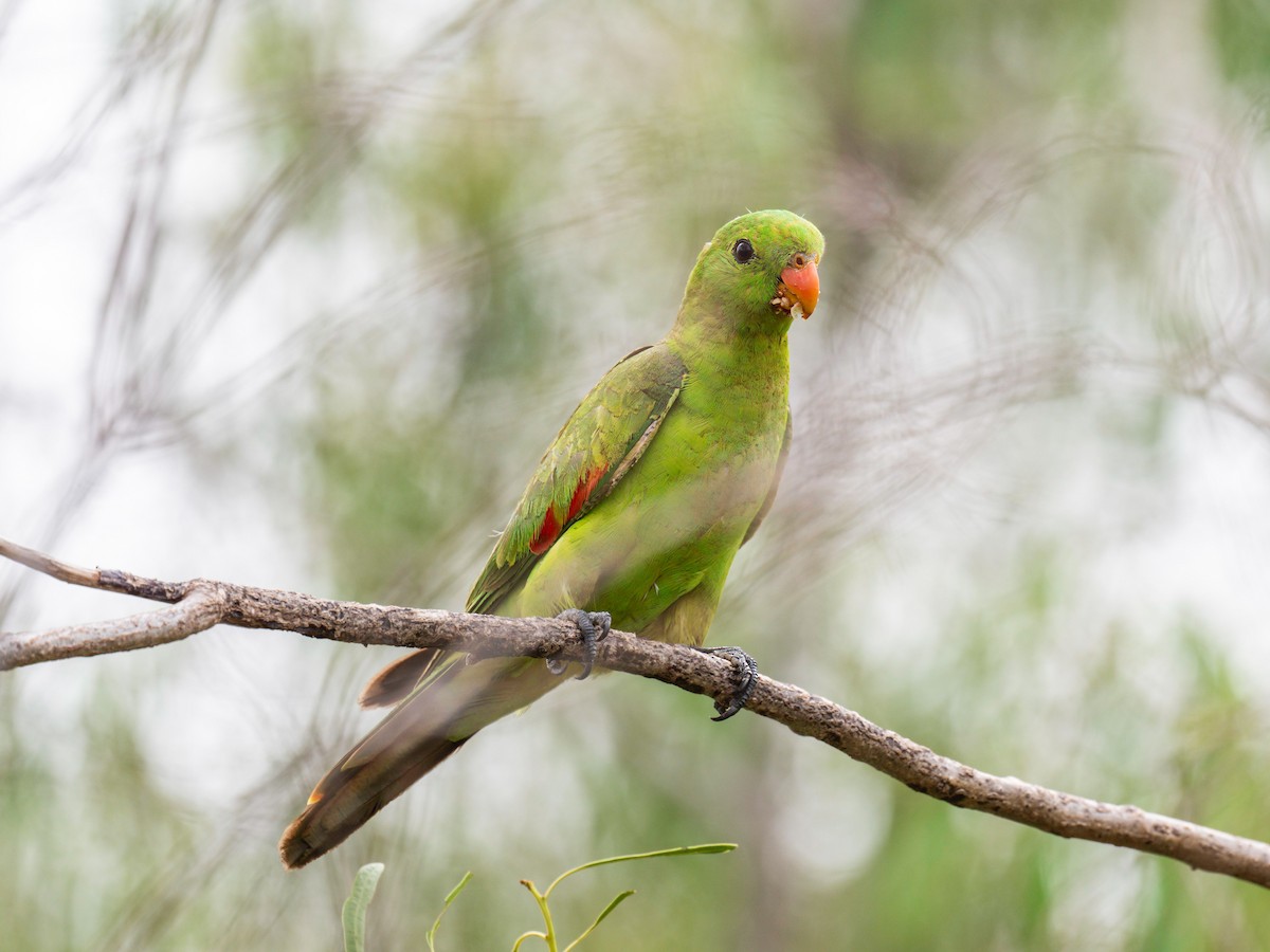 Red-winged Parrot - ML617086672