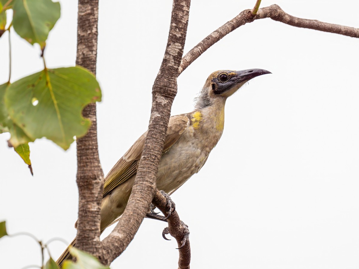 Little Friarbird - ML617086692