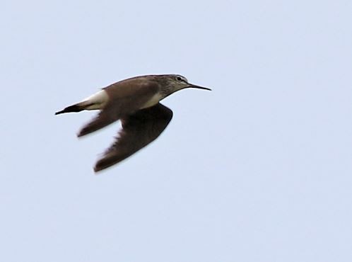 Green Sandpiper - ML617086724