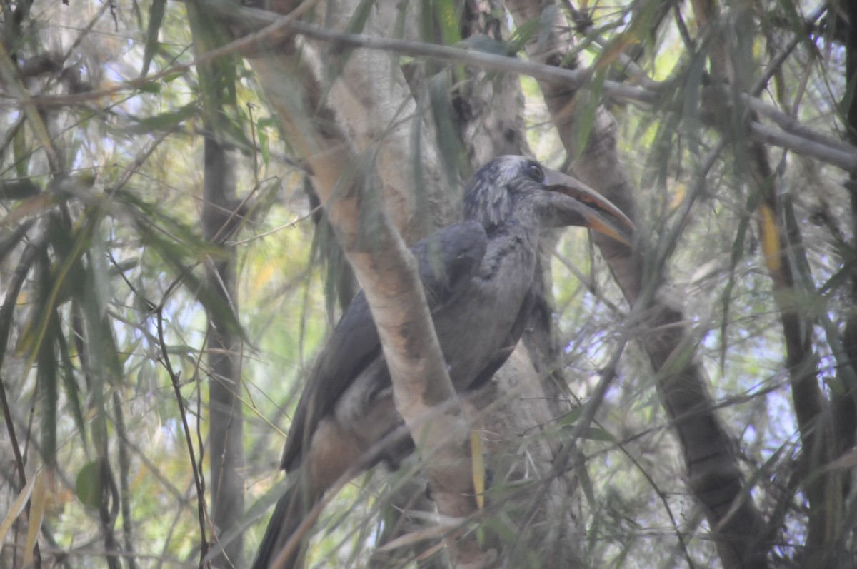 Malabar Gray Hornbill - ML617086758