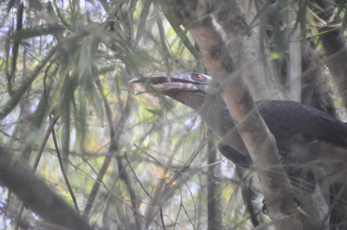 Malabar Gray Hornbill - ML617086760