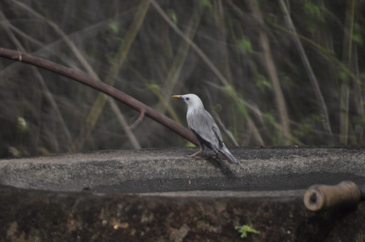 Malabar Starling - ML617086789