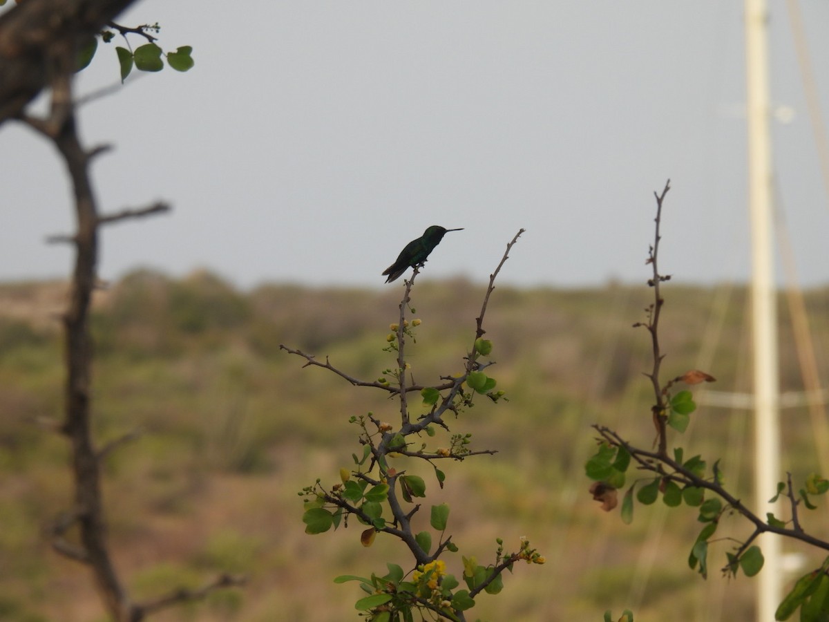 kolibřík modroocasý - ML617086791