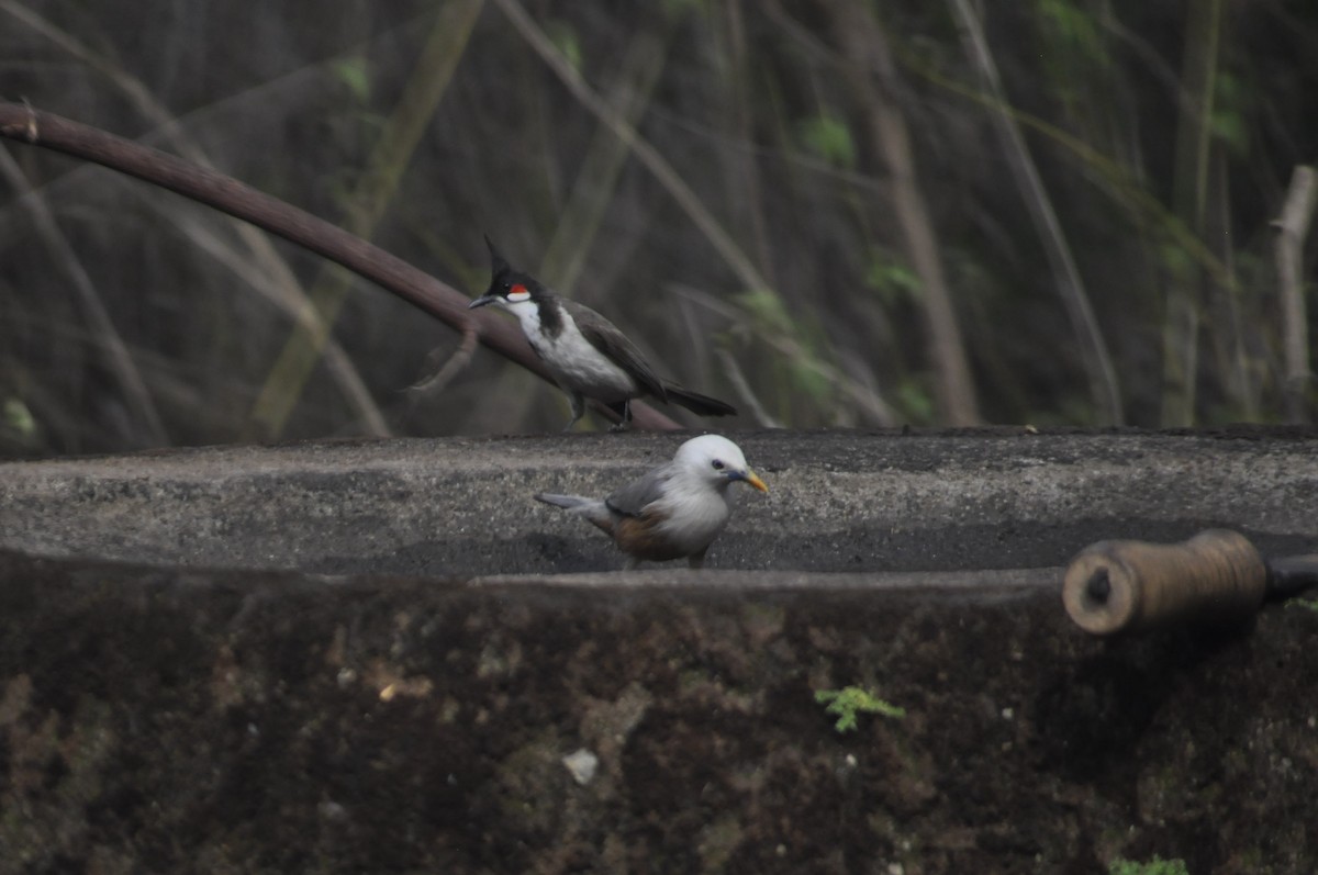 Red-whiskered Bulbul - ML617086792