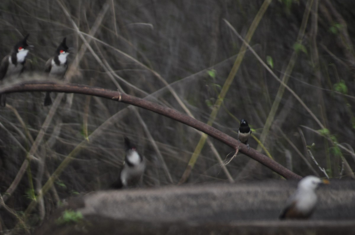 White-rumped Munia - ML617086794