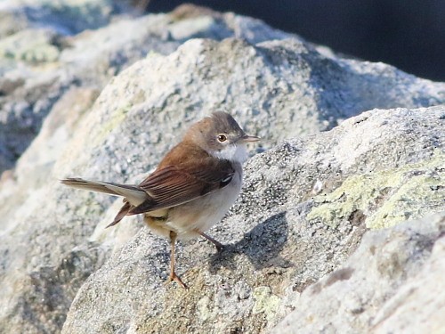 Greater Whitethroat - ML617086796