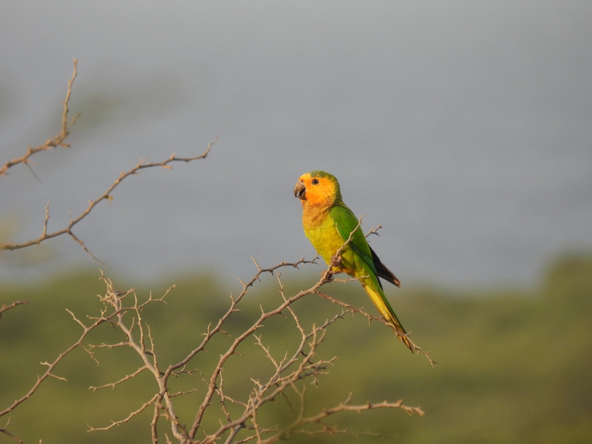 Conure cuivrée - ML617086817