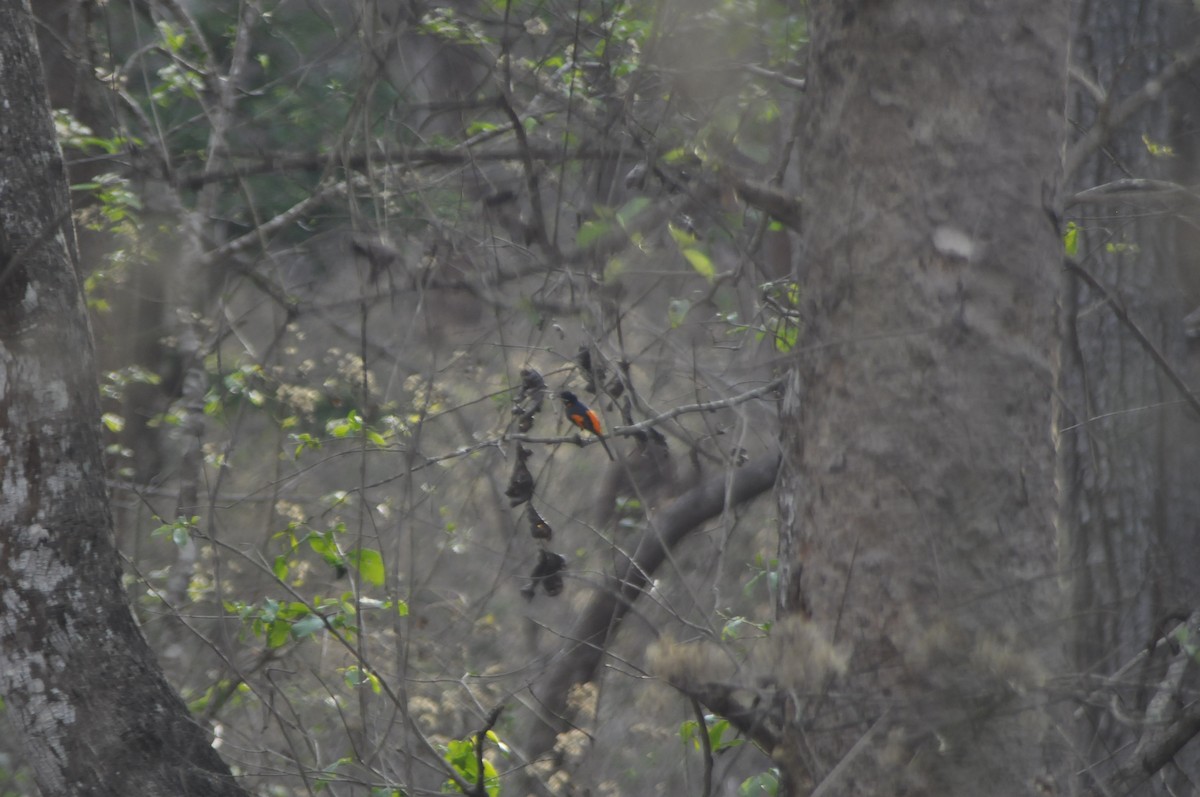 Orange Minivet - ML617086847