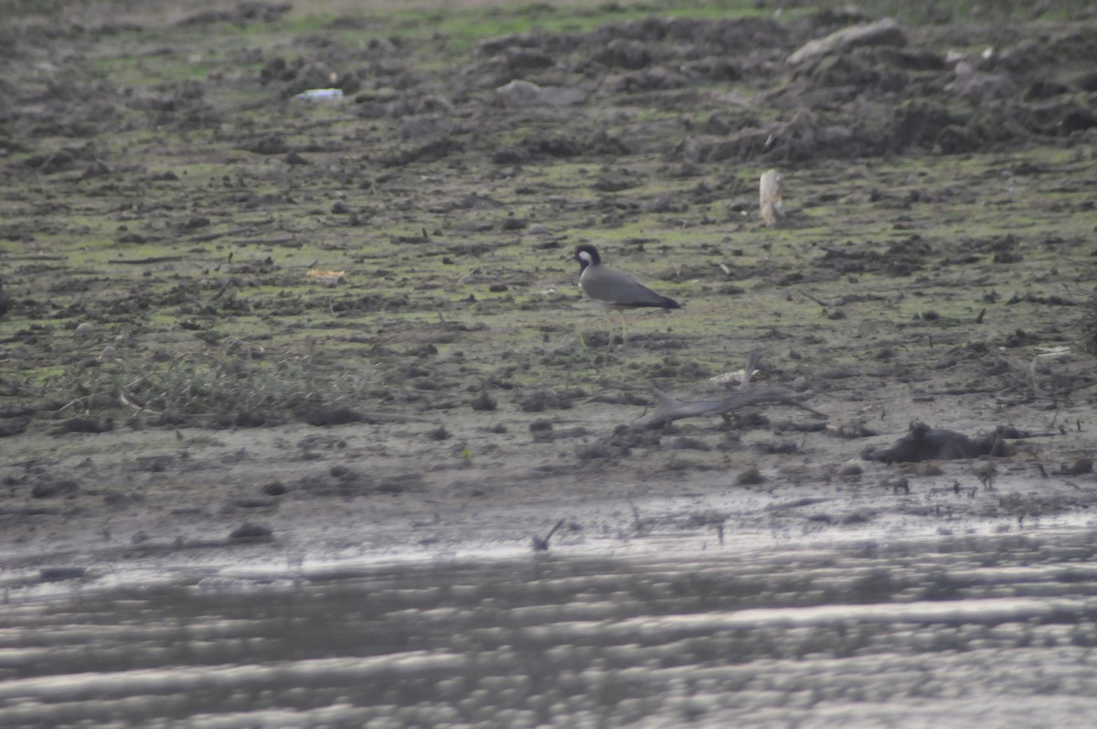 Red-wattled Lapwing - ML617086870