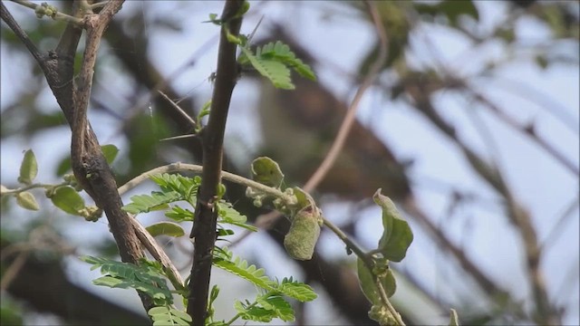 Prinia Sencilla - ML617086890