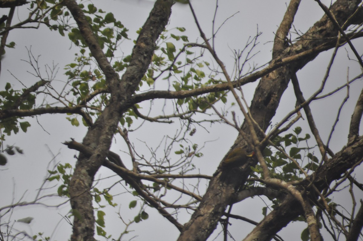 Lesser Yellownape - Anirudh Nayak