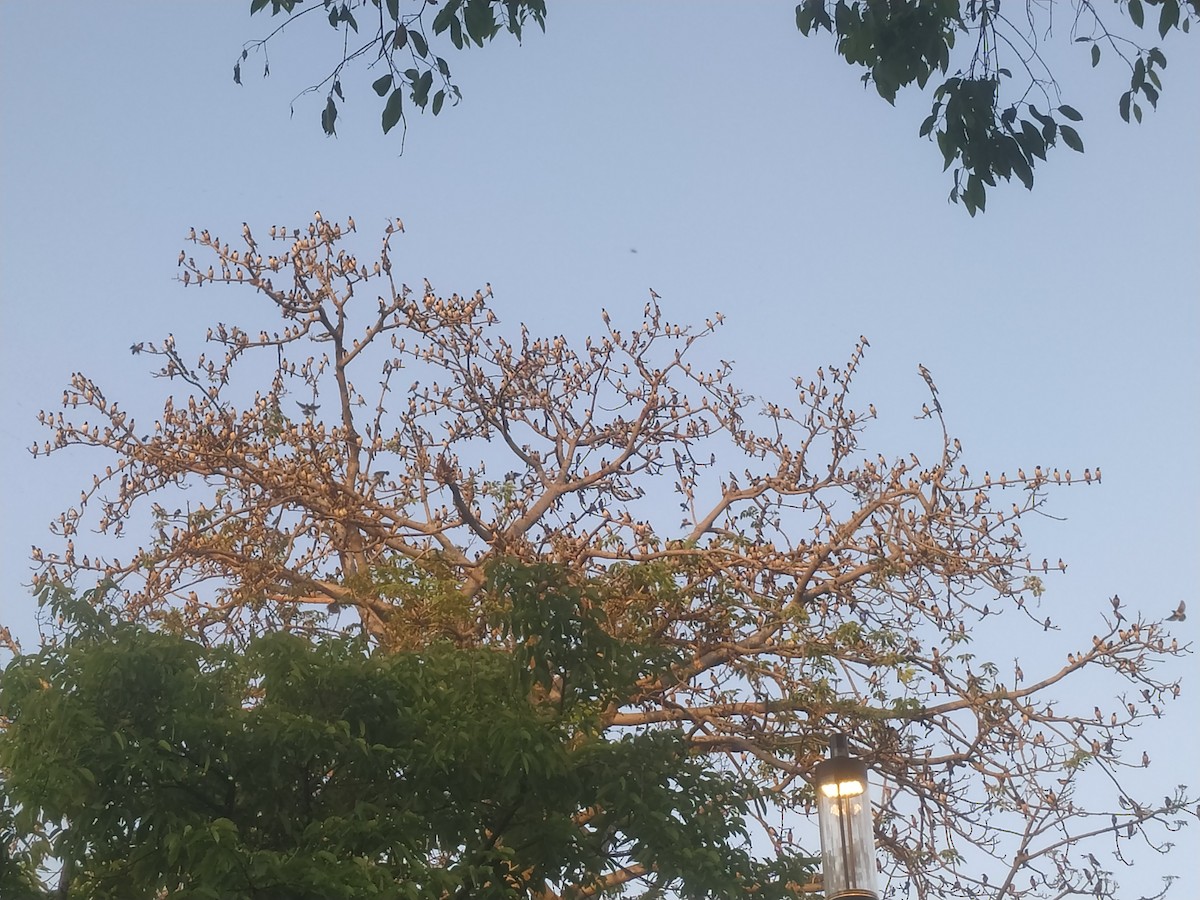 špaček růžový - ML617086937