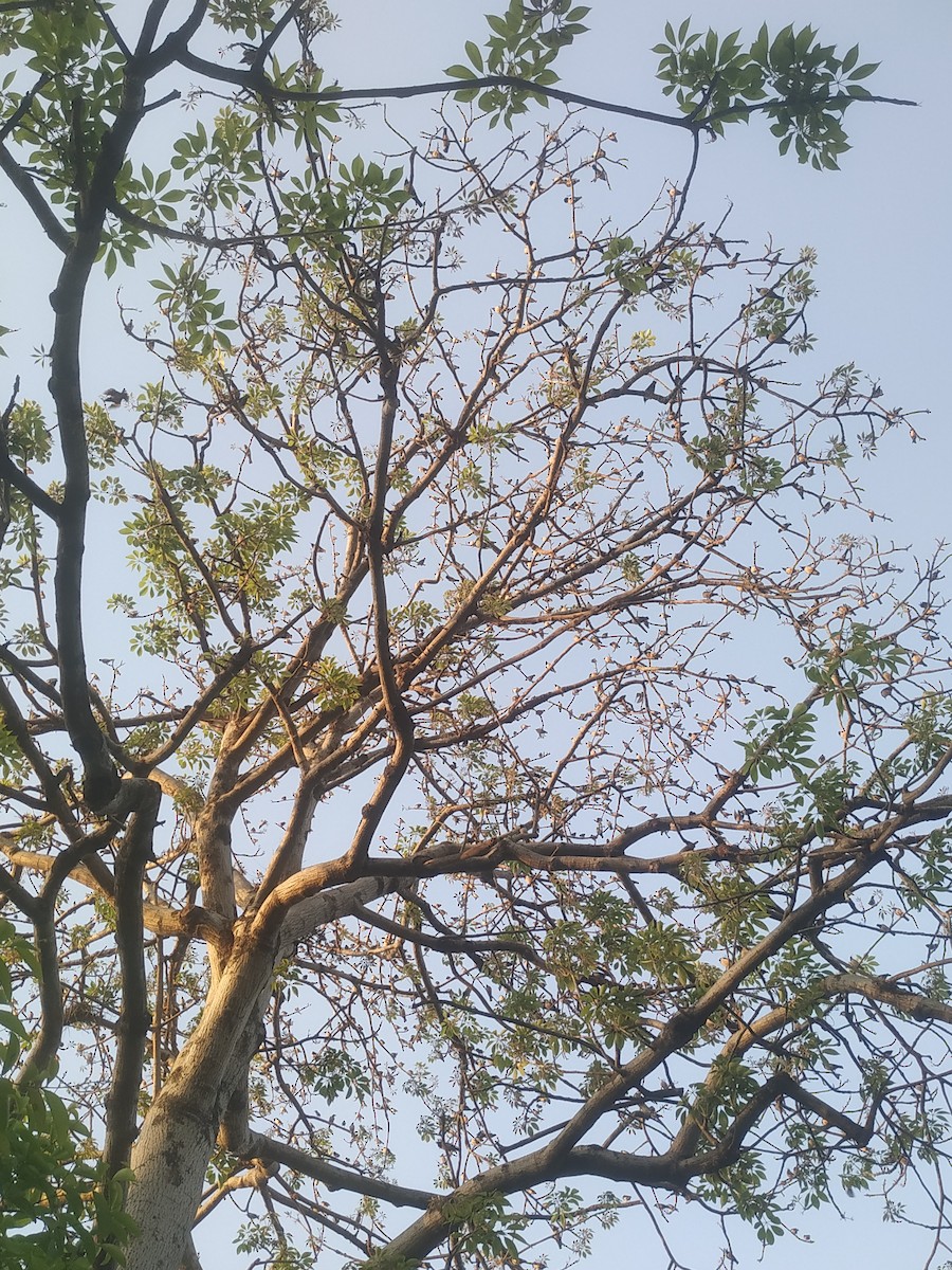 špaček růžový - ML617086938