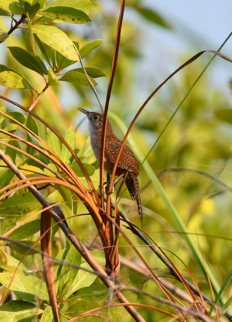 Zapata Wren - ML617086979