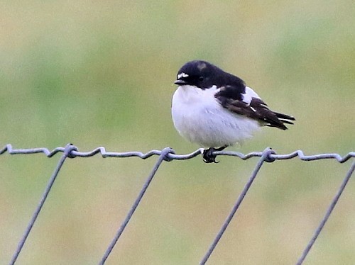 European Pied Flycatcher - ML617087030