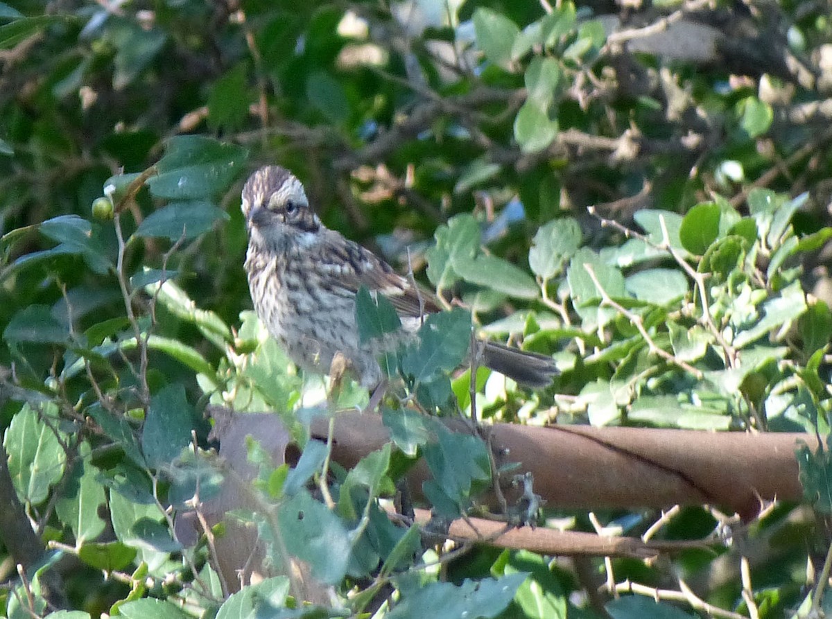 Rufous-collared Sparrow - ML617087081