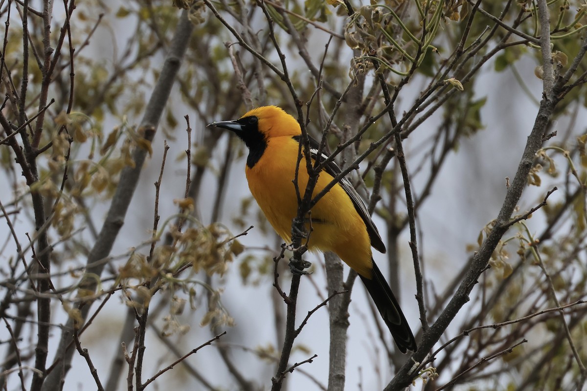 Hooded Oriole - Daniel George