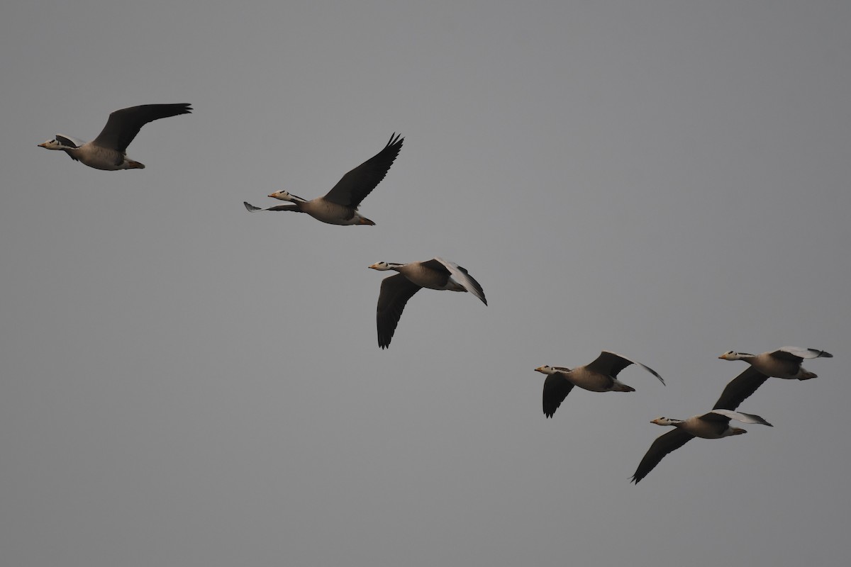 Bar-headed Goose - ML617087110