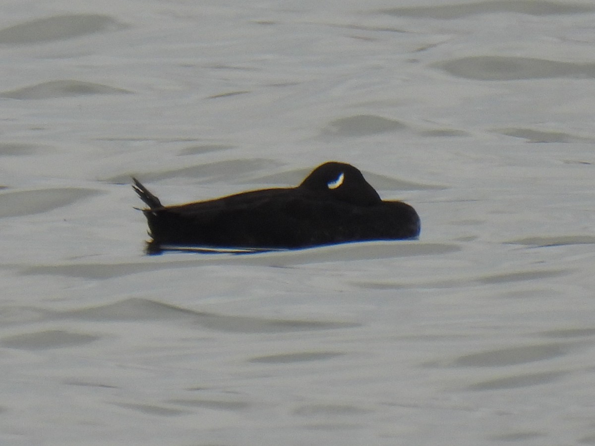 Stejneger's Scoter - Anonymous