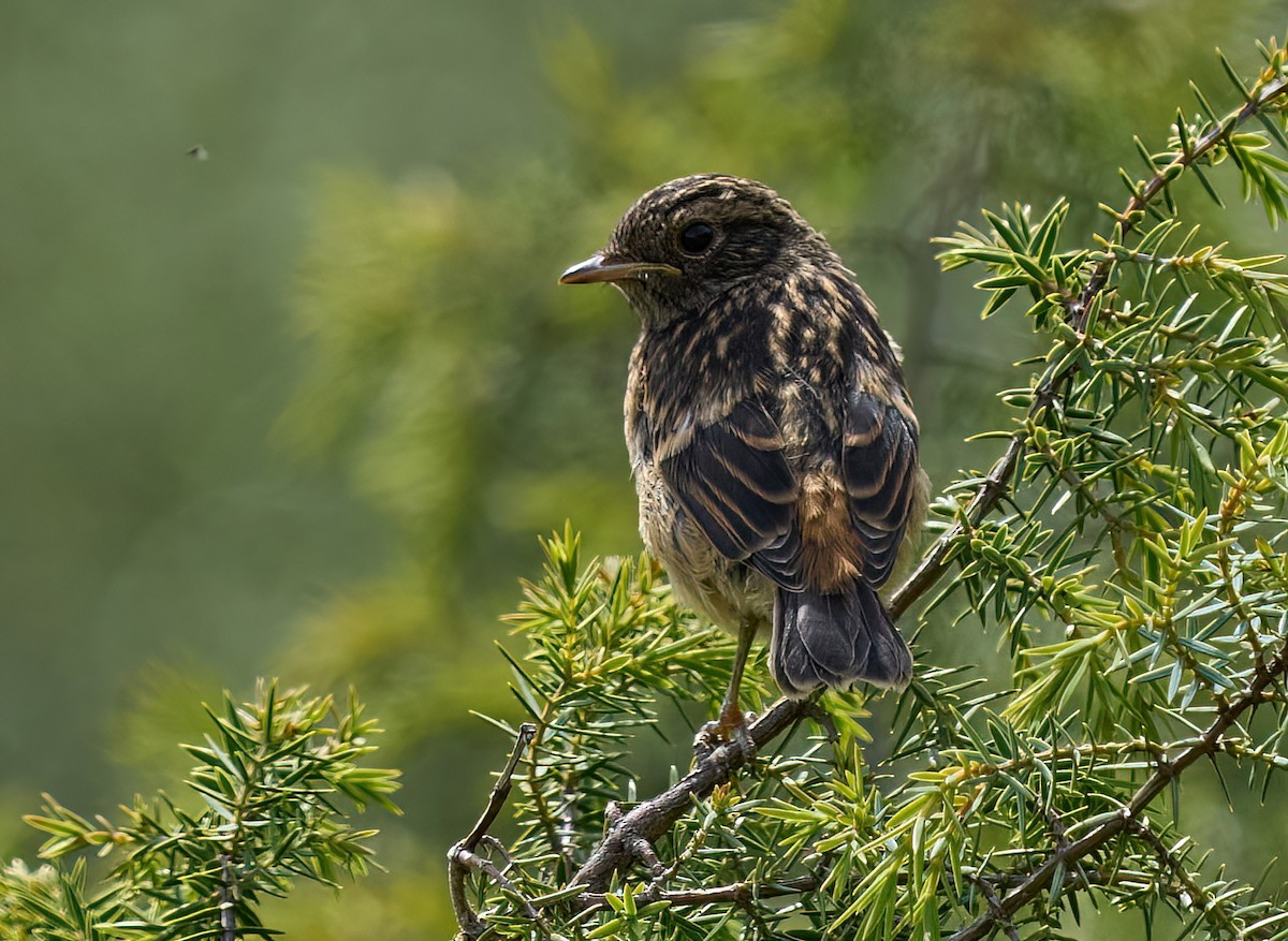 European Stonechat - ML617087175