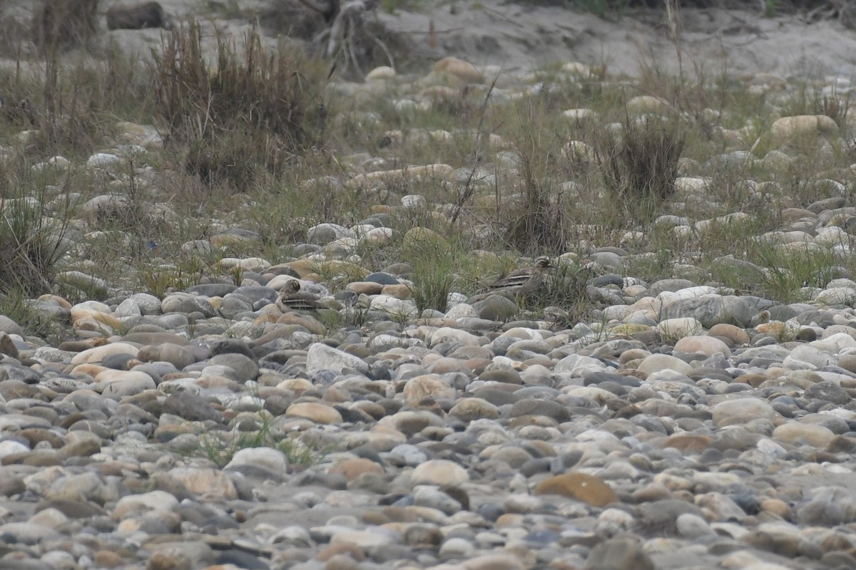 Indian Thick-knee - ML617087230