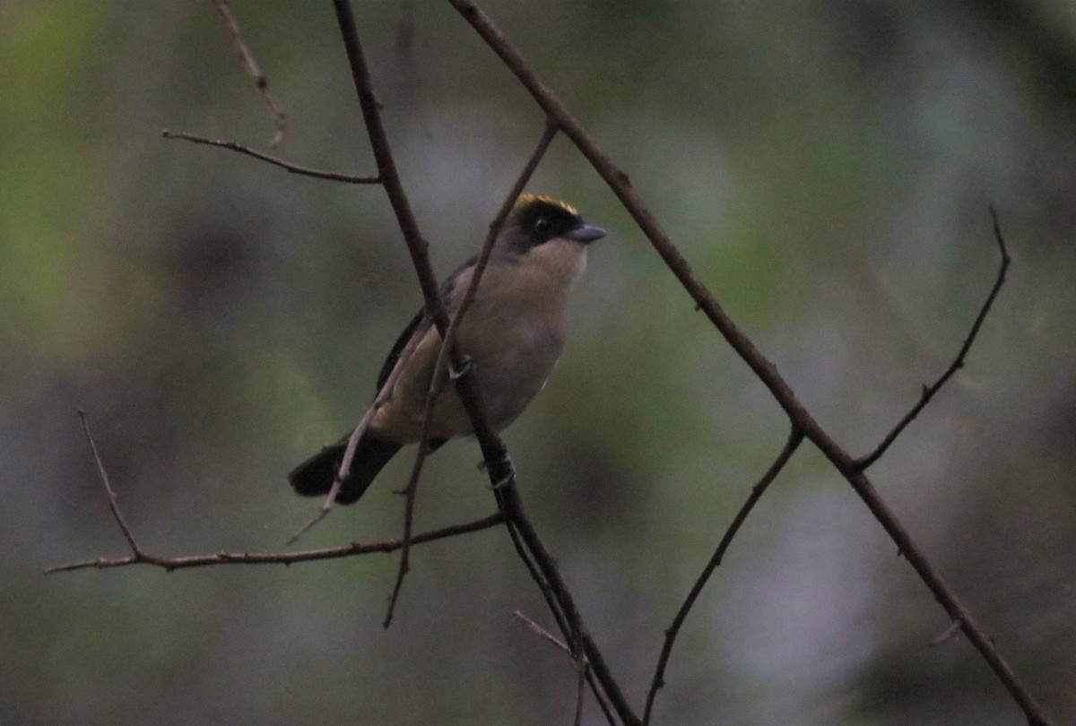 Black-goggled Tanager - Haydee Cabassi