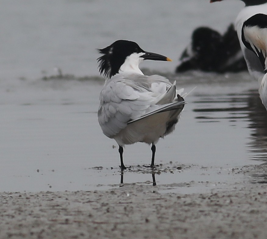 Sandwich Tern - ML617087289