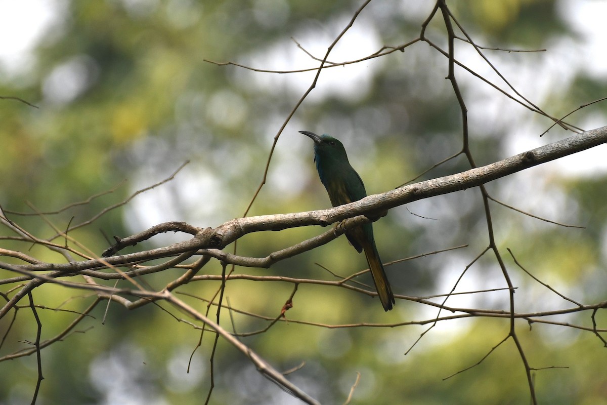 Blue-bearded Bee-eater - ML617087290