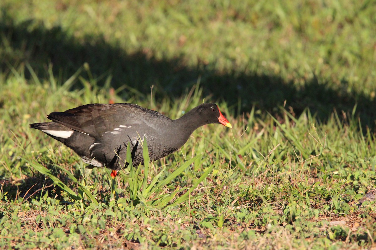 Common Gallinule - Fritz (Boch) Hoeflein