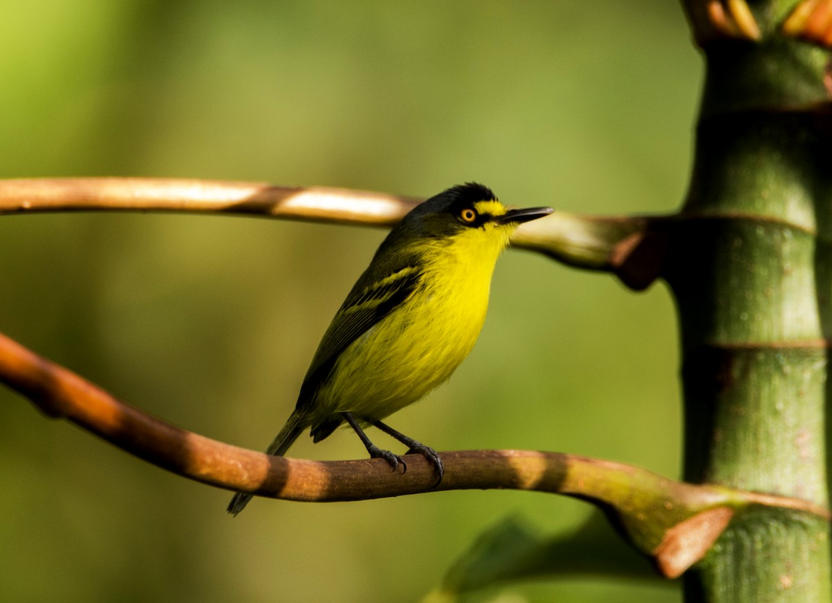 Gray-headed Tody-Flycatcher - Eduardo Vieira 17