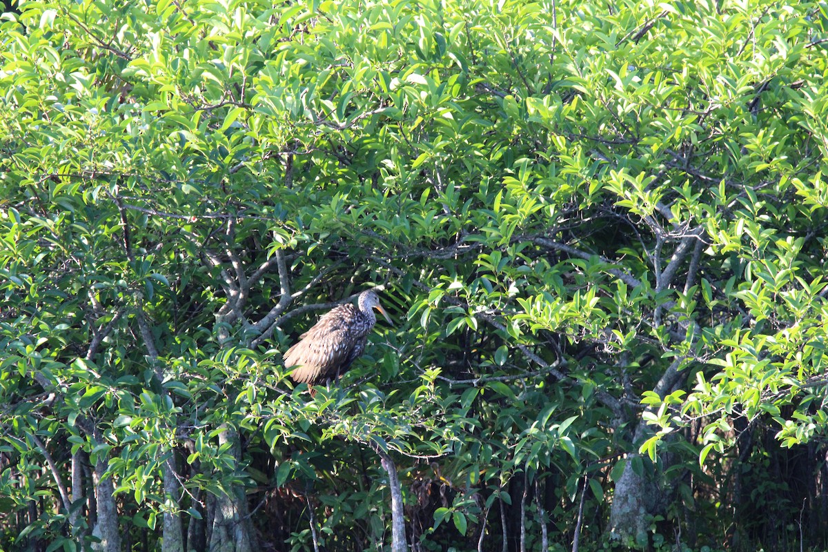 Limpkin - Fritz (Boch) Hoeflein