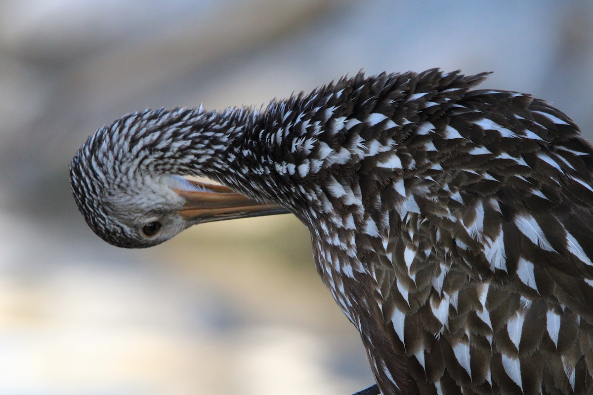 Limpkin - Fritz (Boch) Hoeflein