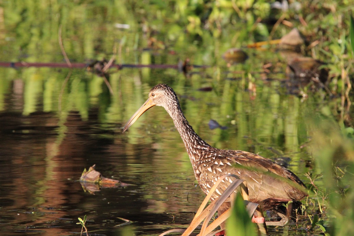 Limpkin - ML617087332