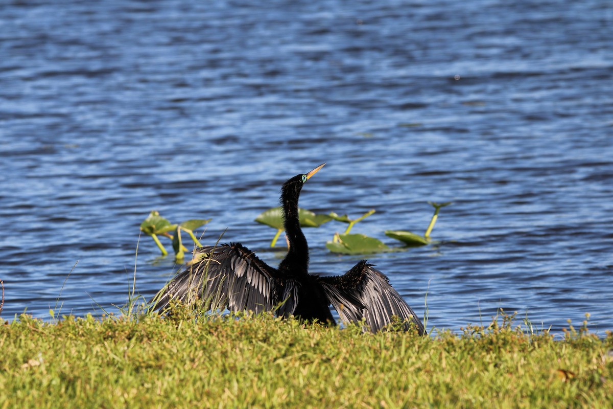 Amerika-Schlangenhalsvogel - ML617087353