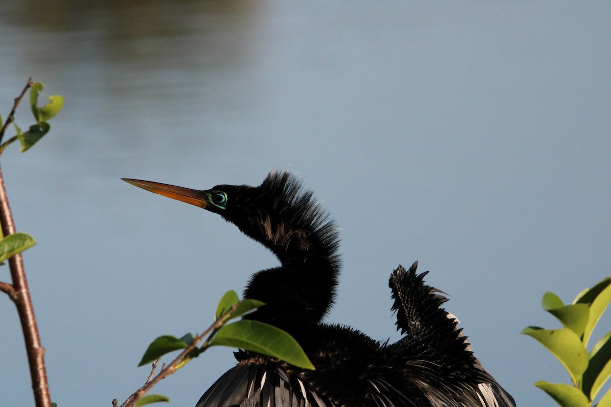 Anhinga Americana - ML617087356