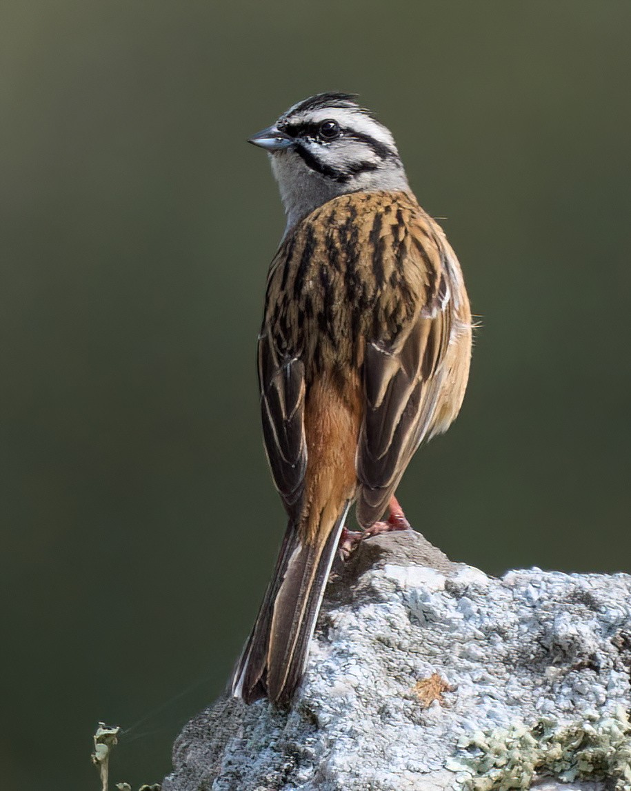 Rock Bunting - ML617087358