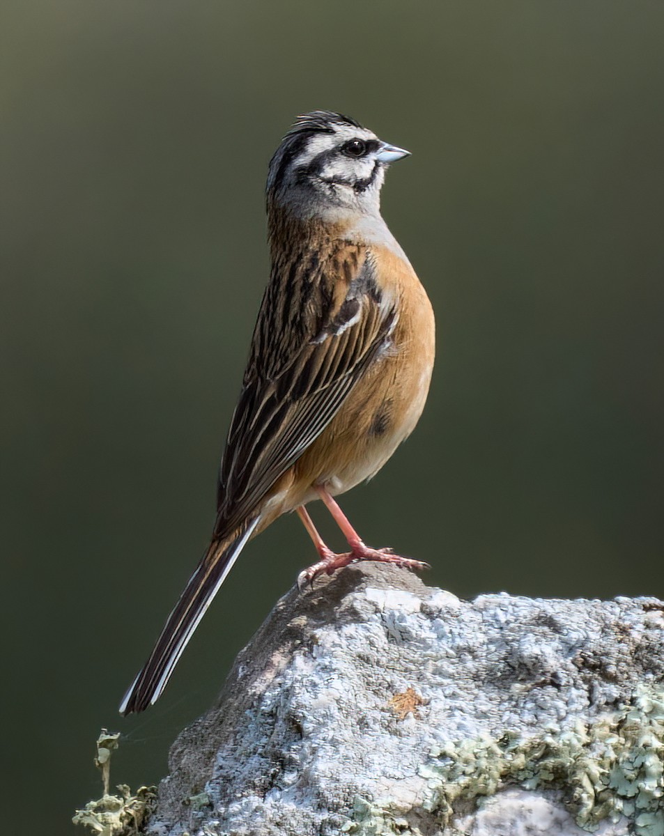 Rock Bunting - ML617087364