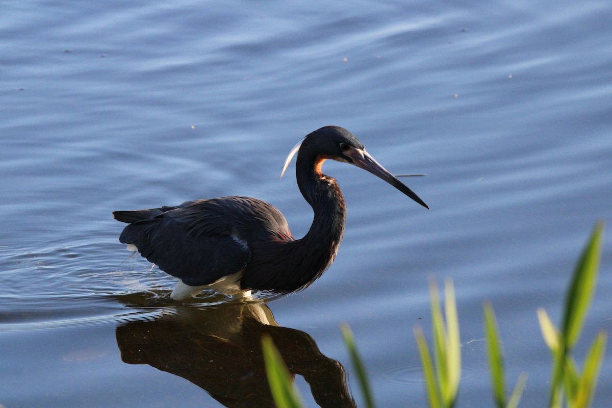 Tricolored Heron - ML617087380