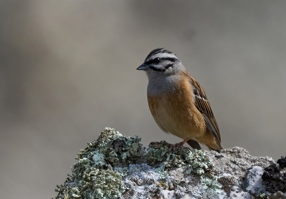 Rock Bunting - ML617087383