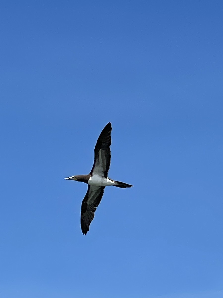 Brown Booby - ML617087397