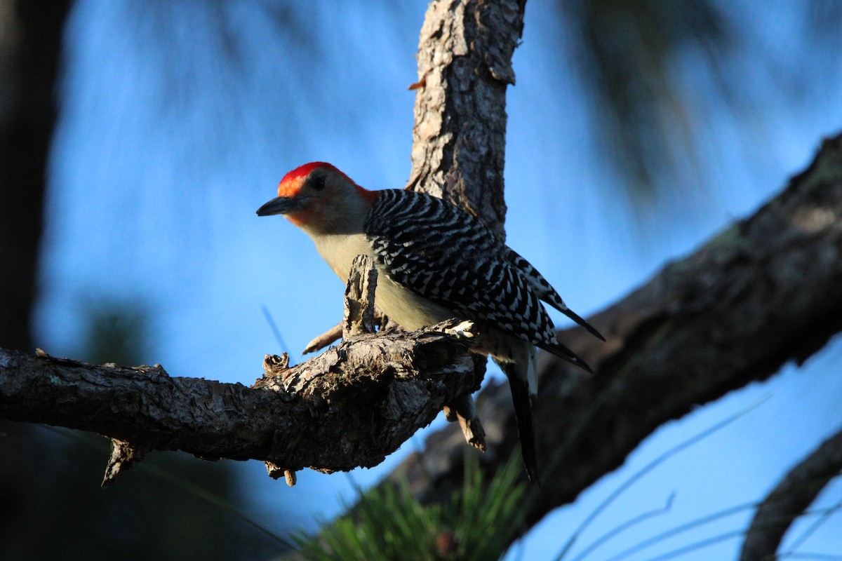 Red-bellied Woodpecker - Fritz (Boch) Hoeflein