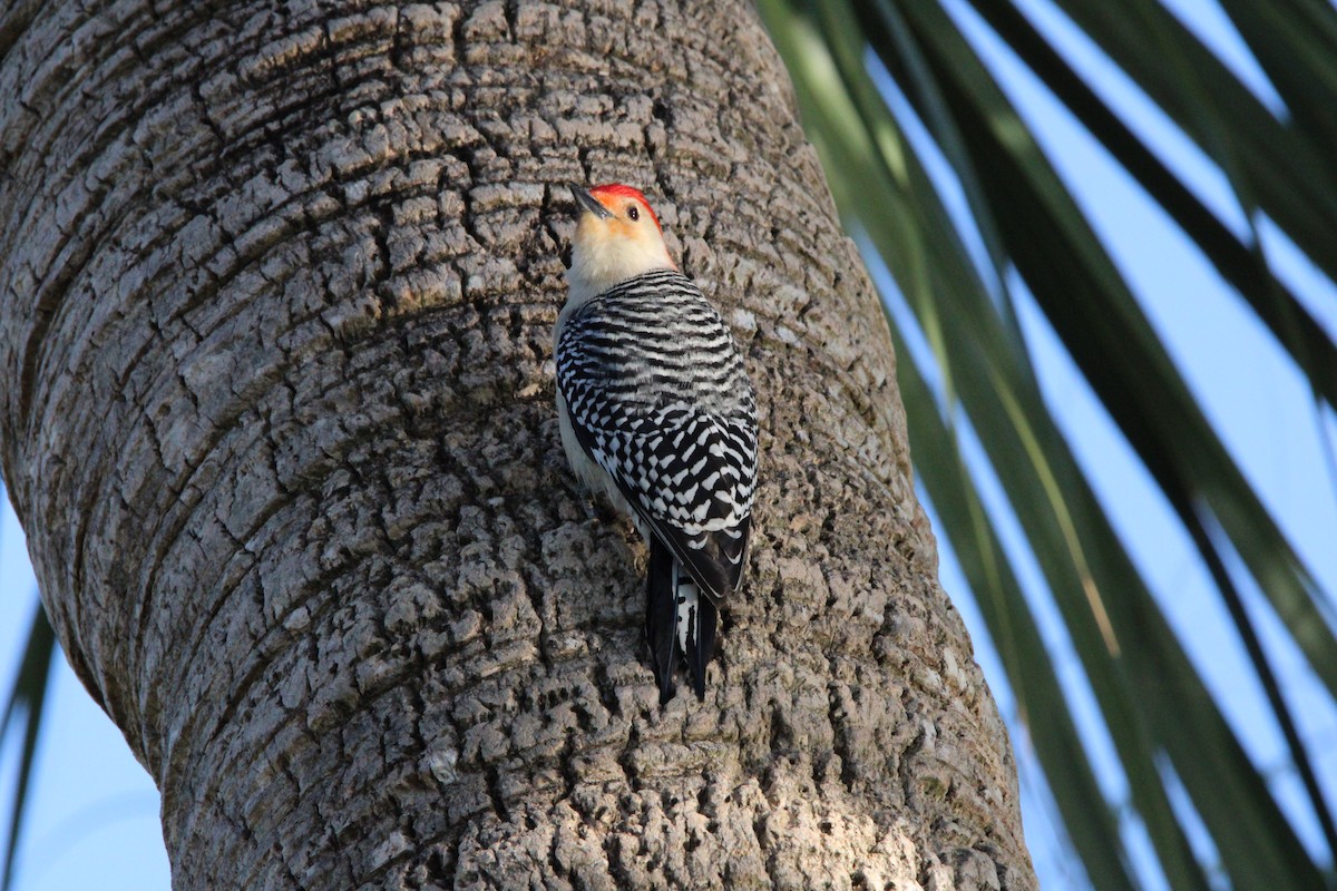 Red-bellied Woodpecker - Fritz (Boch) Hoeflein