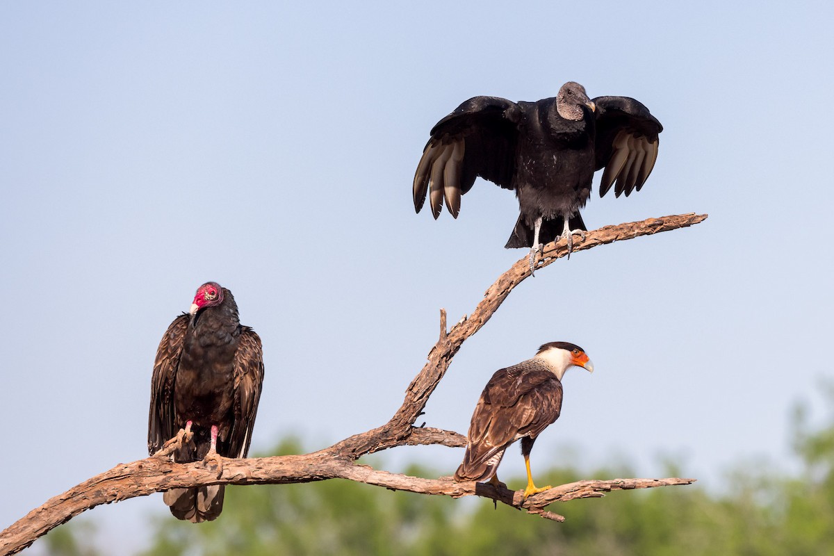 Caracara huppé - ML617087407