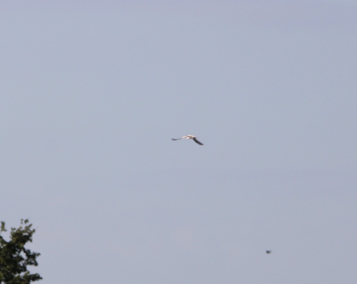 Least Tern - Fritz (Boch) Hoeflein