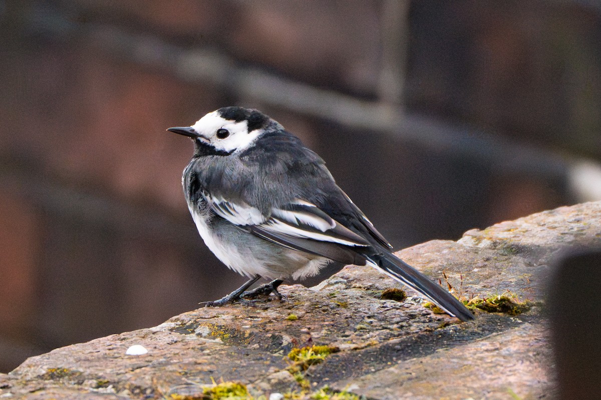 White Wagtail - ML617087465