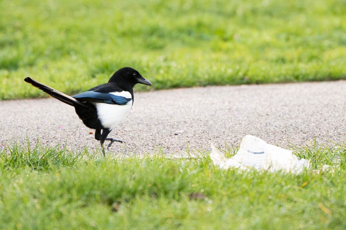 Eurasian Magpie - ML617087488